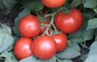 Сорт томата: Эхнатон f1